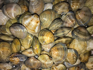 Big quantity of seashells, close view