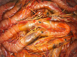 Red big fresh langoustines, macro view