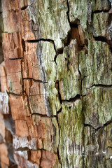 An old and very lazy piece of wood. A wood texture with deep cracks.