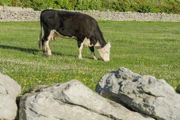 Black and white cow grazing green grass in a field.