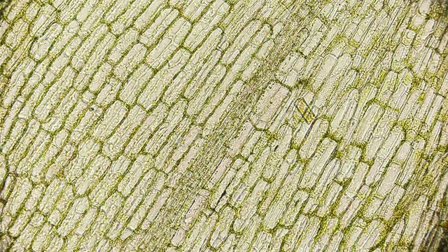 movement of chloroplasts with chlorophyll in leaf cells of elodea under microscope 4K
