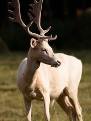 White Dama, of the family Cervidae with shovel antlers