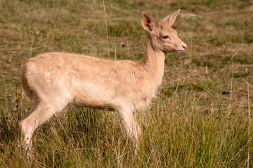 White Dama, of the family Cervidae with shovel antlers
