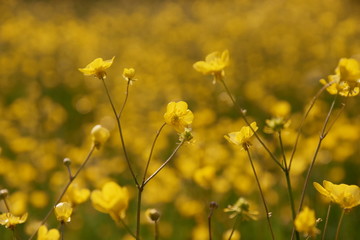 Close up on a field of yellow flowers in the florentine countryside.