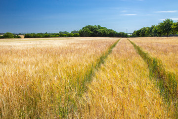 fields and meadows of the Northern Sjelland, Denmark