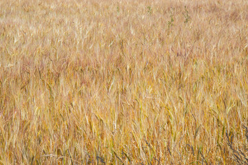 fields and meadows of the Northern Sjelland, Denmark