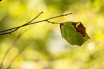 Autumn leaf on a branch of a tree.