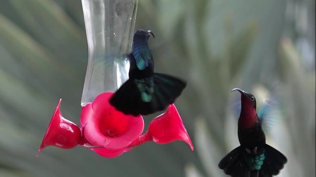 Colibris des Antilles 