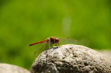 libellula