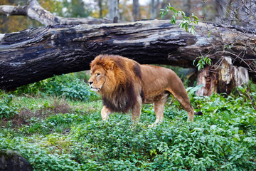 Fototapeta premium Single lion goes against the background of green thickets. Selective focus.
