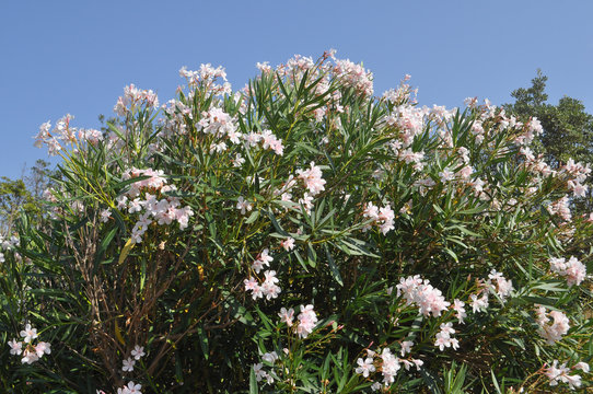 oleander tree flowers