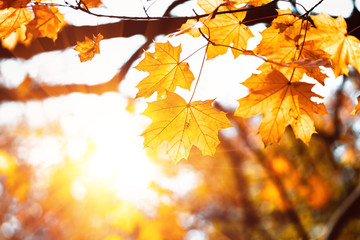 Fototapeta na wymiar Colorful maple leaves on a background of trees