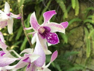 White and Purple flower