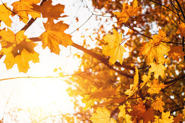 Colorful maple leaves on a background of trees