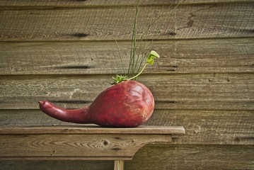 red gourde with plant