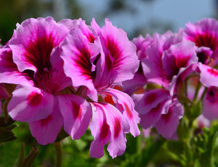 Pink geranium flowers in summer garden.
Ivy-leaf pelargonium close up.Selective focus.