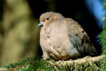 DOVE IN A SPRUCE TREE