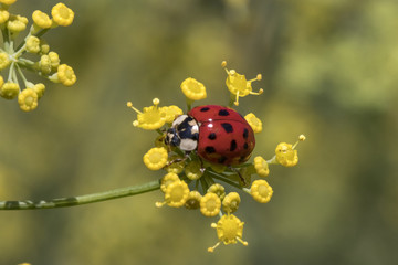 The ladybug and the yellow flowers
