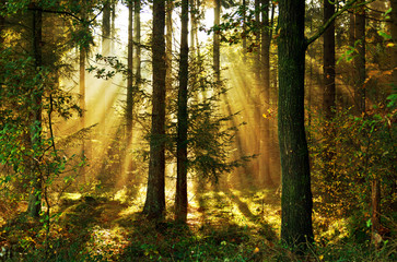 Sonnenstrahlen im Herbstwald, Nadelwald im morgendlichen Sonnenlicht, Hintergrund
