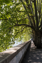 tree tunnel by the river in rome