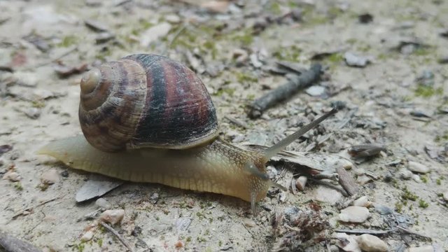 Snail crawling on the road