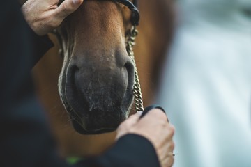 Snout of horse fastened by the rider, close-up.