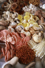 fresh uncooked exotic mushroom varieties