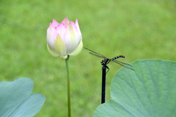 トンボと蓮の花 © ogurisu