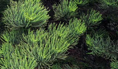 Beautiful pine branch with soft monkey tree type needles gracing a garden in Santa Fe New Mexico