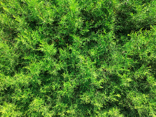 Pine Needles Plant Texture In Summer Garden Wall