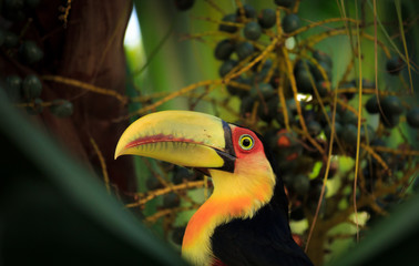 Tucano-de-bico-verde - Ramphastos dicolorus