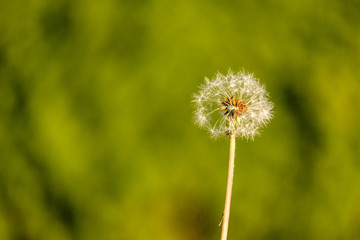 single dandelion flower under the sun with creamy green background