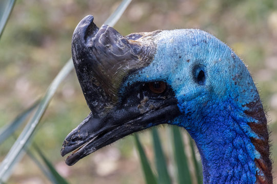 Casoar &agrave; casque - Casuarius casuarius - Southern Cassowary
