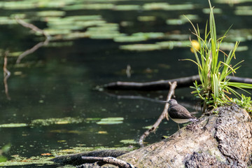 Chevalier culblanc - Tringa ochropus - Green Sandpiper