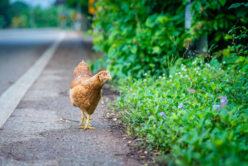 brown hen looking for food on the road