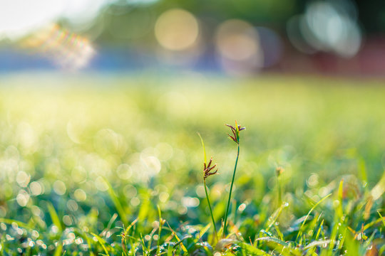 close up grass in the field © domonite