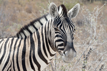 Fototapeta na wymiar Burchell's zebra (Equus quagga burchellii) in Etosha National Park