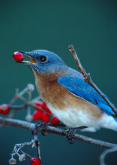 Eastern Bluebird (Sialia Sialis)