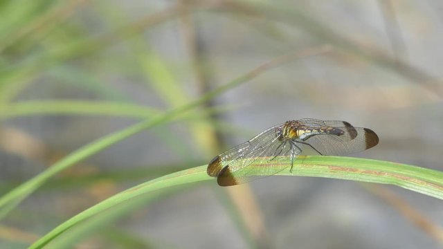 草の葉とトンボ