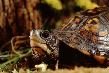 Eastern Box Turtle (Terrapene Carolina Carolina)