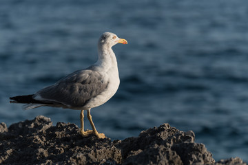 Möve