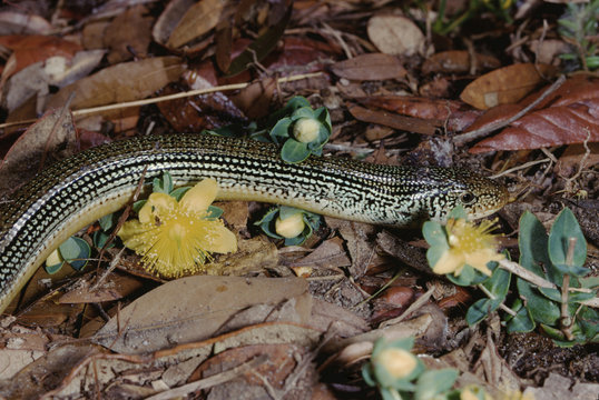 Eastern Glass Lizard (Ophisaurus Ventralis)