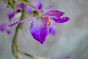 Fototapeta na wymiar purple iris flower