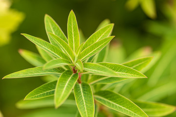 close up of beautiful layered green leaves with green background