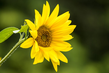 small yellow sunflower with green background