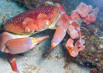 crab on the reef sands © Ricardo Praga