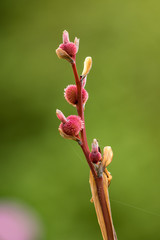 red flower buds on the tip of the branch with creamy green background