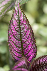 close up of big purple leaf with detailed veins surface