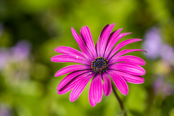 Obraz premium single pink Gerbera Daisy with green background