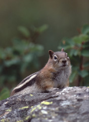 Golden-Mantled Ground Squirrel (Callospermophilus Lateralis)